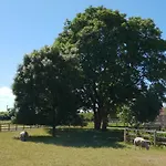 The Piglets * York