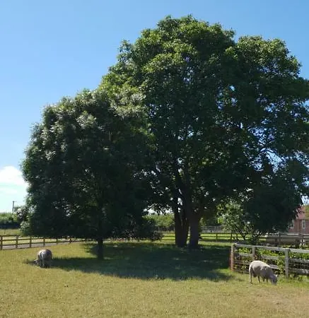 The Piglets * York